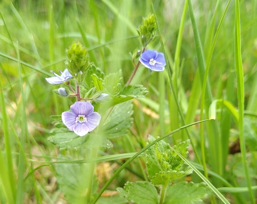 Nahaufnahme von einer Pflanze mit winzigen violetten Blüten. zwischen Grashalmen.