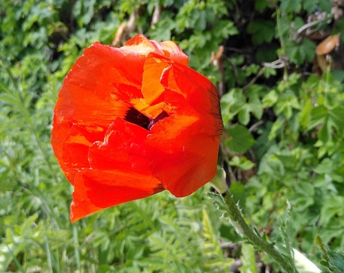 Nahaufnahme von einer roten Mohnblüte