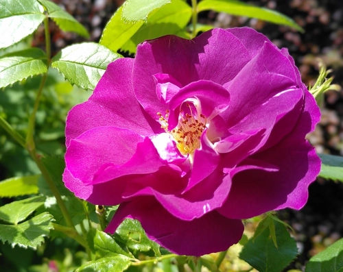 Nahaufnahme von einer violetten Rosenblüte