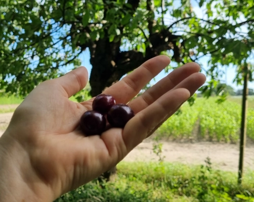 Drei dunkelrote Kirschen in einer Hand vor einem Kirschbaum.
