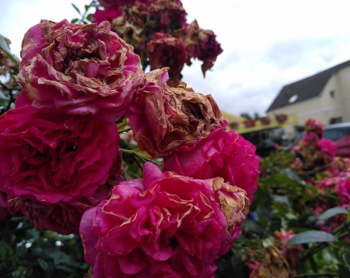 Nahaufnahme von einem Rosenstrauch. Ein Teil der Blüten ist dunkelrosa, ein Teil hat vertrocknete hellbraune Blütenblätter