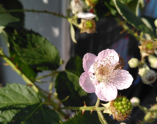 Nahaufnahme von einer Brombeerblüte am Strauch