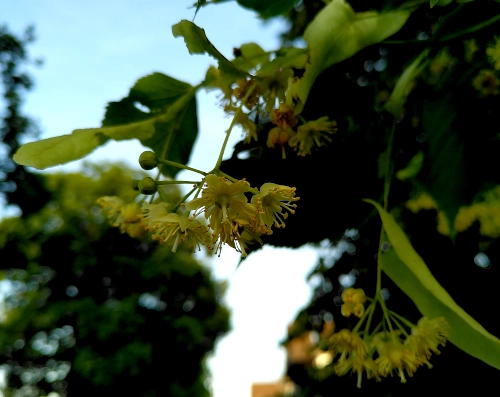 Nahaufnahme von Lindenblüten am Baum