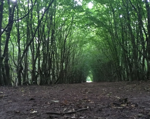 Photo in einen Gang zwischen zwei sehr gerade gezogenen Baumreihen hindurch. Durch das Blätterdach ist das Licht in diesem Gang grün gefärbt, der Ausgang am Ende leuchtet hell.