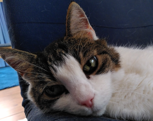 Nahaufnahme des Gesichts einer schläfrigen Katze.