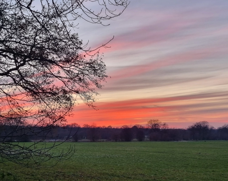 Dramatischer Sonnenuntergang in blau, rot, grau und gelb. Im Vordergrund eine Wiese und Zweige eines Baums, die seitlich in das Bild hineinragen.