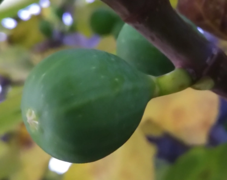 Grüne Feige an einem Feigenbaum, Nahaufnahme