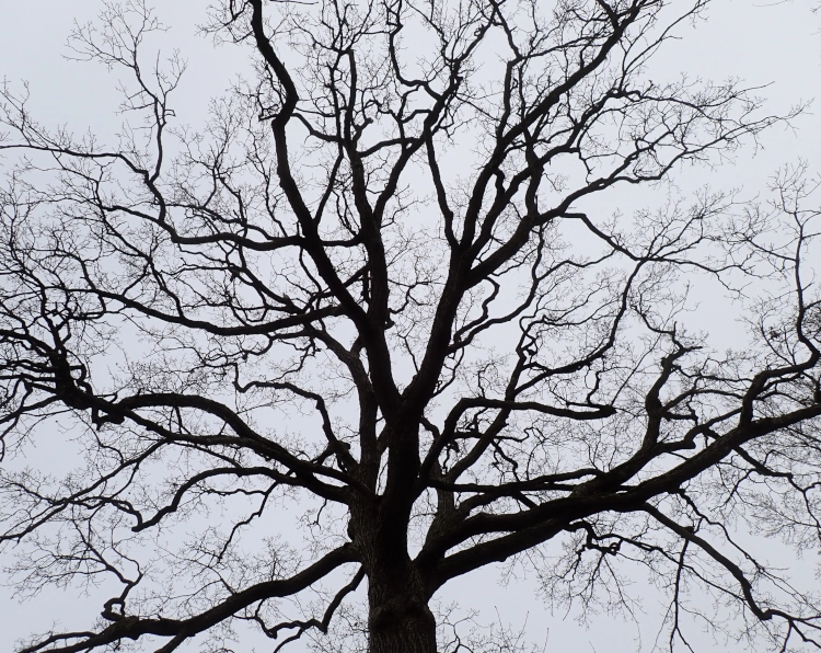 Beumsilhouette vor grauem Himmel für WMDEDGT im Dezember 25