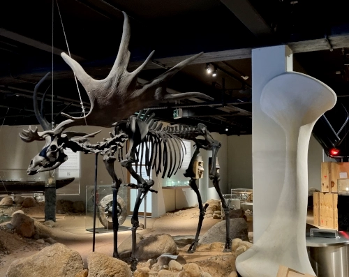 Ausstellungsraum mit dem Skelett eines großen ausgestorbenen Tieres mit breiten Geweihschaufeln