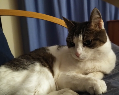 Eine Katze auf einem Sessel liegend