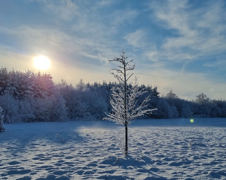 Eine verschneite Landschaft, die Sonne steht tief über einem Wäldchen, im Vordergrund eine Wiese mit einem kleinen unbelaubten Bäumchen, daneben ein leuchtend grüner Lichtreflex