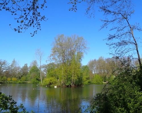 Eine kleine, baumbestandene Insel auf einem See bei Sonnenschein und blauem Himmel. Am Bildrand ragen frisch belaubte Äst hinein, vir der Insel schwimmen, Gänse, Enten und ein Schwan