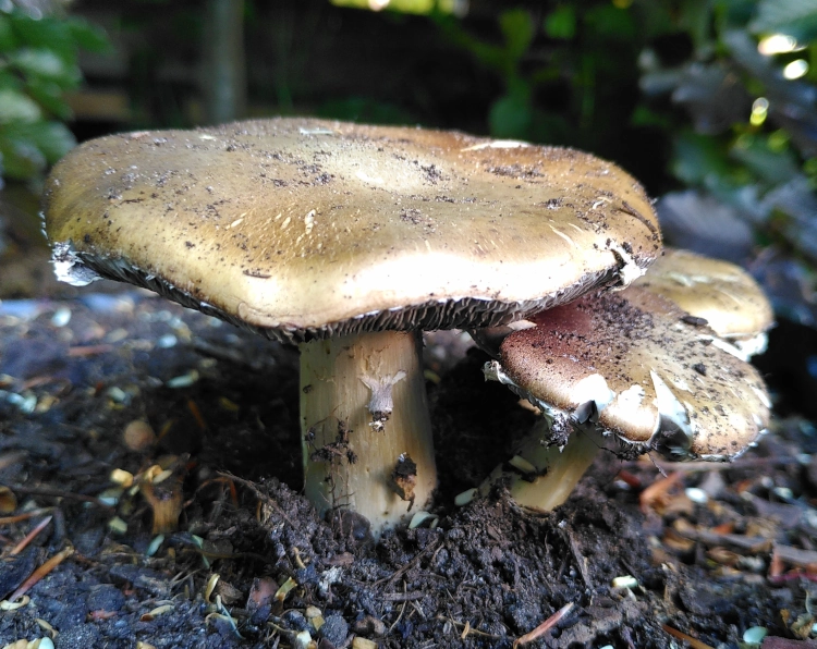 Nahaufnahme von braunen Pilzen in einem Gartenbeet.