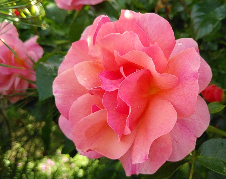 Nahaufnahme von einer großen rosa Rosenblüte