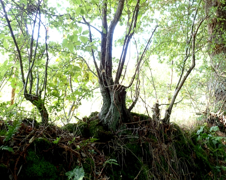 Eine Wallhecke von hinten beleuchtet. Die Wurzeln der Gebüsche graben sich teils wie Finger in den Erdwall am unteren Bildrand ein. Nach oben strecken sie buschig ihre bizarr verästelten Zweige aus und verhindern so unerlaubtes Übertreten der Grenze.