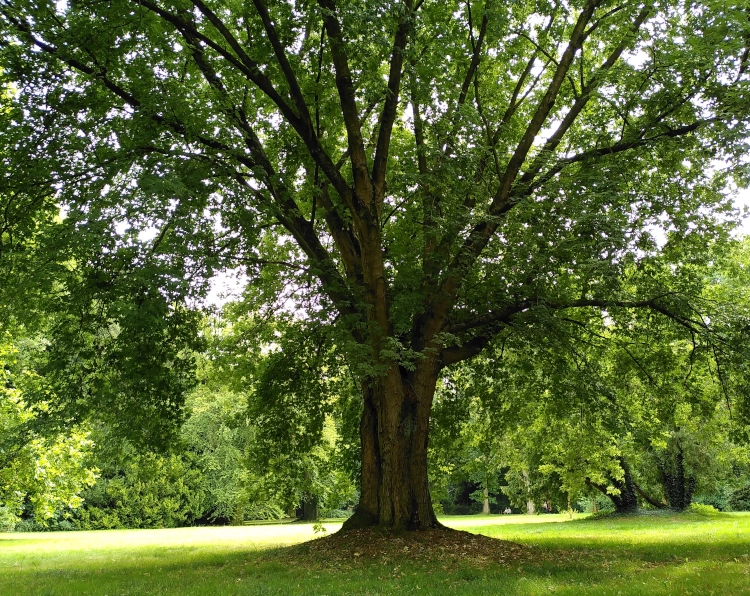 ein großer alter Baum in einem Park. Das ganze Bild ist leuchtend grün.
