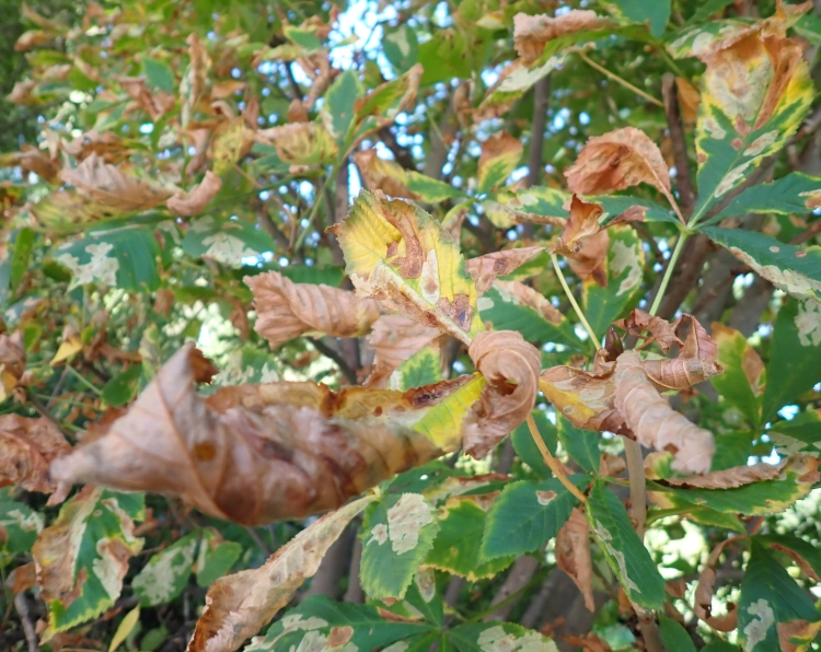 Kastanienblätter am Baum, großenteils schon hellbraun und zusammengerollt.