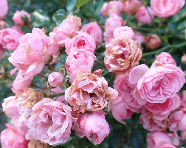 Nahaufnahme. Kleine, büschelige rosa Rosenblüten, einige davon schon ziemlich angewelkt.