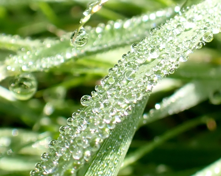 Grashalme aus nächster Nähe. Der Halm im Vordergrund ist mit unzähligen winzigen Wassertröpfchen bedeckt, in denen sie das Sonnenlicht bricht. An den Spitzen von Halmen im Hintergrund hängen teils größere Tropfen, die ebenfalls glitzern.