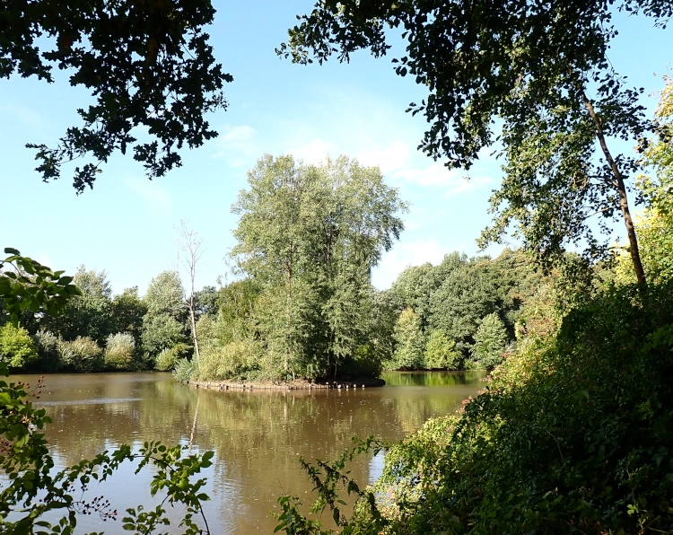 Ein Teich vom Bäumen gesäumt, darauf eine kleine Insel, auf der auch Bäume stehen. Die Bäume sind leuchtend grün belaubt, der Himmel ist blau. Die Szene ist eingerahmt von dunklen Umrissen von Zweigen und Sträuchern, durch die hindurch die Insel fotografiert wurde. Am Ufer der Insel sind mehrere helle Objekte zu erahnen, dabei handelt es sich um die beschriebene Gruppe Gänse.